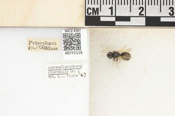 Media type: image;   Entomology 771119 Aspect: Labels